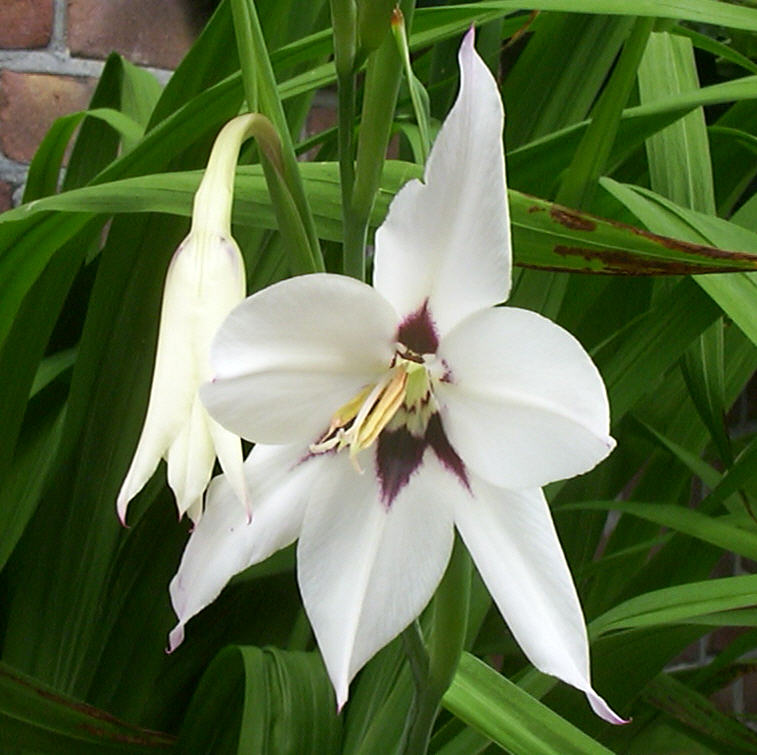 Acidanthera murielae